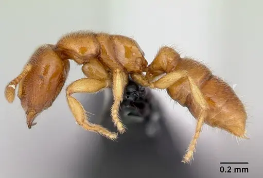 Prionopelta amabilis specimen CASENT0052775 image casent0052775_3