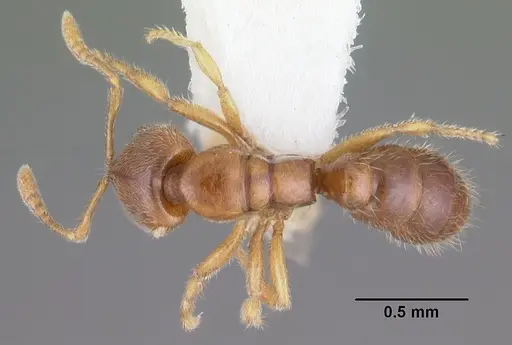 Prionopelta amabilis specimen CASENT0102502 image casent0102502_1