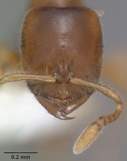 Prionopelta amabilis specimen CASENT0102502 image casent0102502_2