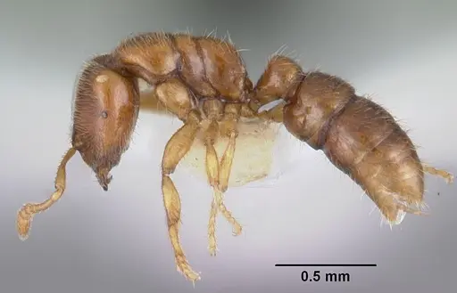 Prionopelta amabilis specimen CASENT0102502 image casent0102502_3
