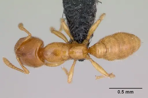 Prionopelta amabilis specimen CASENT0107555 image casent0107555_1