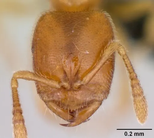 Prionopelta amabilis specimen CASENT0107555 image casent0107555_2