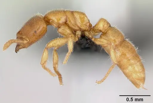 Prionopelta amabilis specimen CASENT0107555 image casent0107555_3