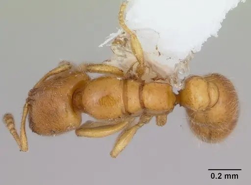 Prionopelta amabilis specimen CASENT0173505 image casent0173505_1