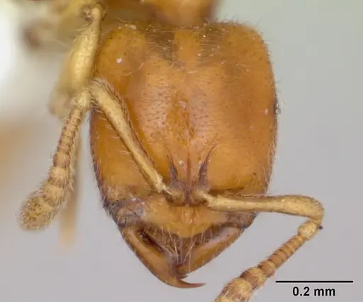Prionopelta amabilis specimen CASENT0173505 image casent0173505_2