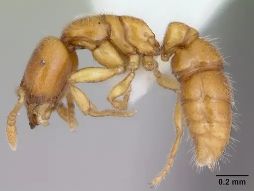 Prionopelta amabilis specimen CASENT0173505 image casent0173505_3
