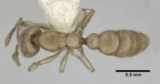 Prionopelta amabilis specimen CASENT0246699 image casent0246699_1