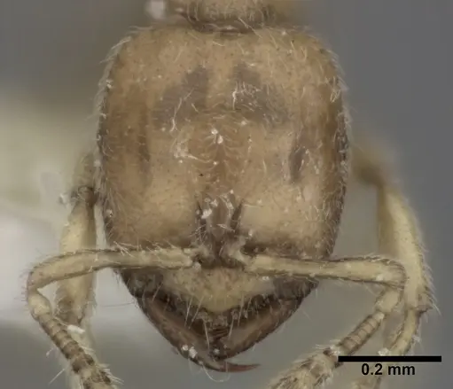 Prionopelta amabilis specimen CASENT0246699 image casent0246699_2