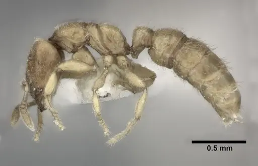 Prionopelta amabilis specimen CASENT0246699 image casent0246699_3