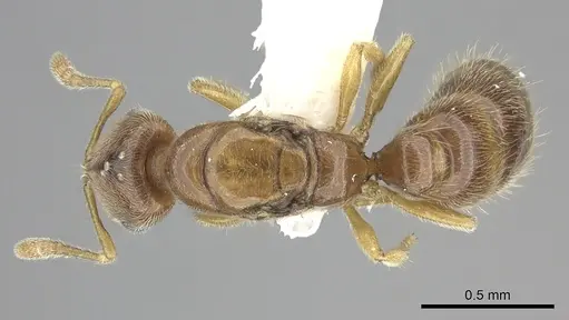 Prionopelta amabilis specimen CASENT0249588 image casent0249588_1
