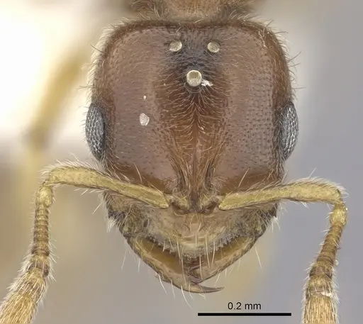 Prionopelta amabilis specimen CASENT0249588 image casent0249588_2