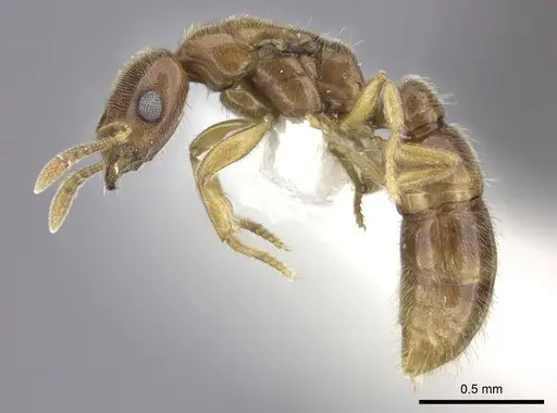 Prionopelta amabilis specimen CASENT0249588 image casent0249588_3