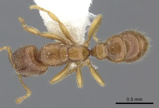Prionopelta amabilis specimen CASENT0260461 image casent0260461_1