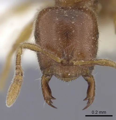 Prionopelta amabilis specimen CASENT0260461 image casent0260461_2