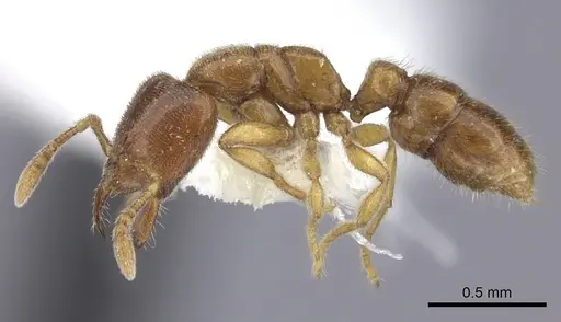 Prionopelta amabilis specimen CASENT0260461 image casent0260461_3