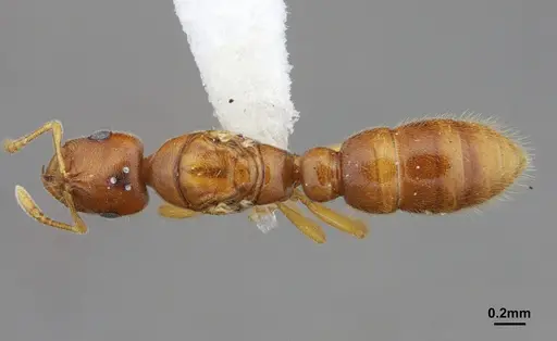 Prionopelta amabilis specimen CASENT0612386 image casent0612386_1
