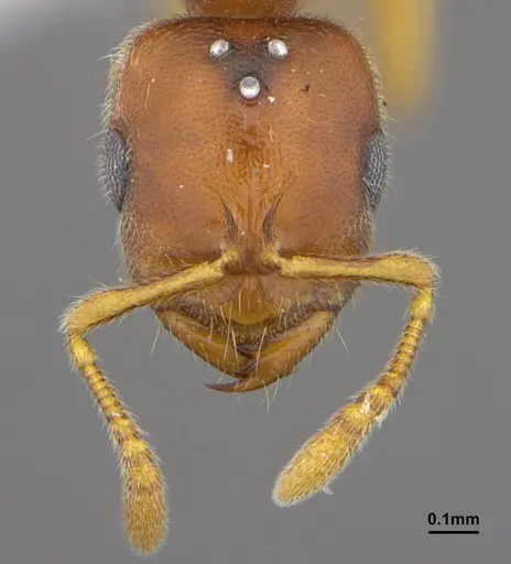 Prionopelta amabilis specimen CASENT0612386 image casent0612386_2