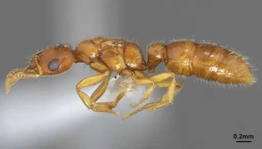 Prionopelta amabilis specimen CASENT0612386 image casent0612386_3