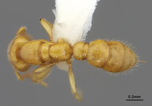 Prionopelta amabilis specimen CASENT0632086 image casent0632086_1