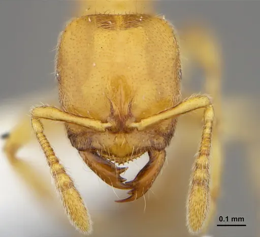 Prionopelta amabilis specimen CASENT0632086 image casent0632086_2