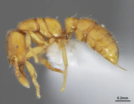 Prionopelta amabilis specimen CASENT0632086 image casent0632086_3