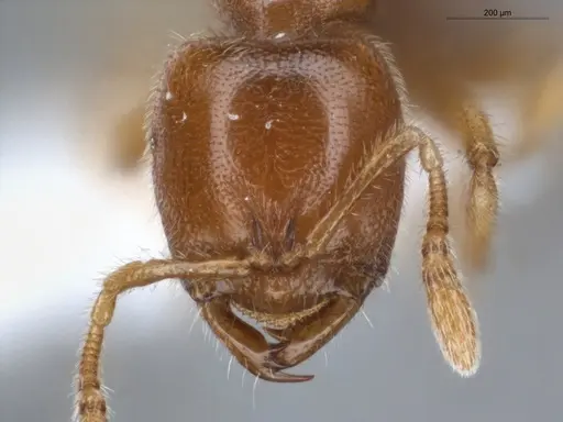 Prionopelta amabilis specimen ECOFOG-IT14-0059-67 image ecofog-it14-0059-67_2