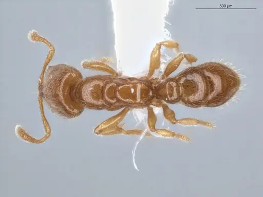 Prionopelta amabilis specimen ECOFOG-IT14-0069-40 image ecofog-it14-0069-40_1