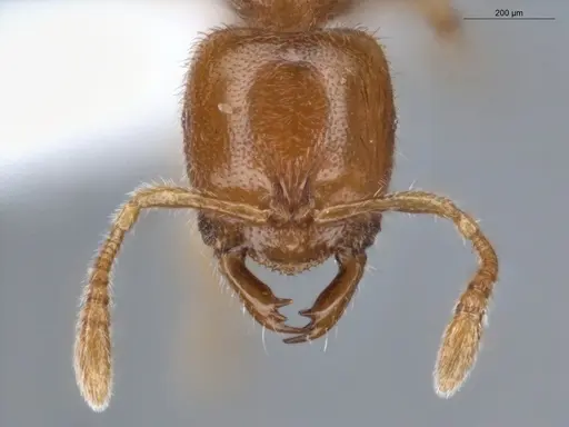 Prionopelta amabilis specimen ECOFOG-IT14-0069-40 image ecofog-it14-0069-40_2