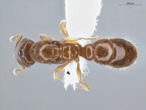 Prionopelta amabilis specimen ECOFOG-MI15-0244-52 image ecofog-mi15-0244-52_1
