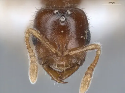 Prionopelta amabilis specimen ECOFOG-MI15-0244-52 image ecofog-mi15-0244-52_2