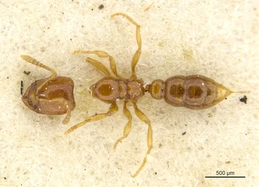 Prionopelta amabilis specimen MCZTYPE34787 image mcztype34787_1