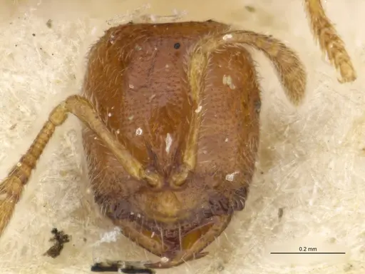 Prionopelta amabilis specimen MCZTYPE34787 image mcztype34787_2