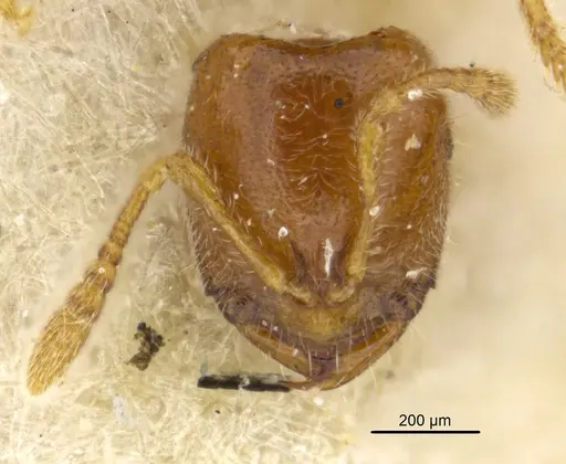 Prionopelta amabilis specimen MCZTYPE34787 image mcztype34787_3