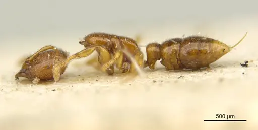 Prionopelta amabilis specimen MCZTYPE34787 image mcztype34787_4
