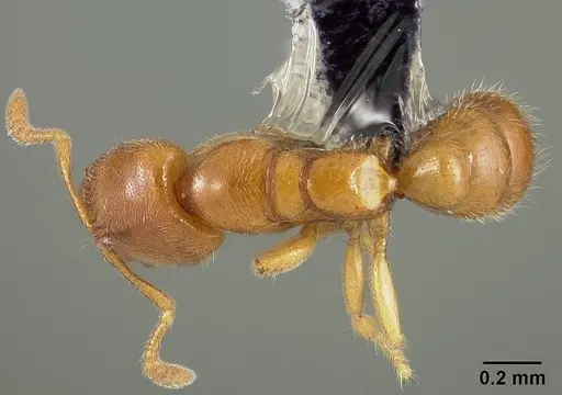 Prionopelta amabilis specimen USNMENT00446073 image usnment00446073_1