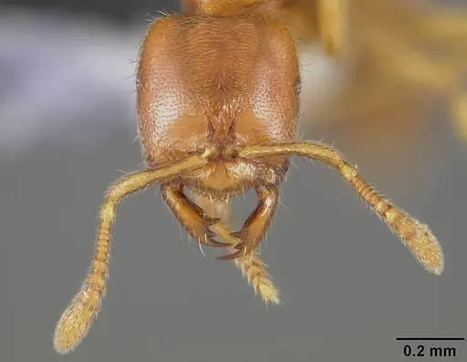 Prionopelta amabilis specimen USNMENT00446073 image usnment00446073_2