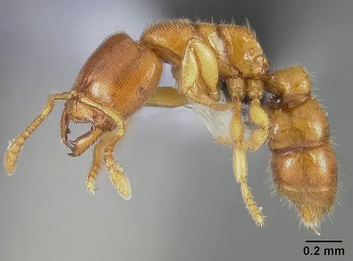Prionopelta amabilis specimen USNMENT00446073 image usnment00446073_3