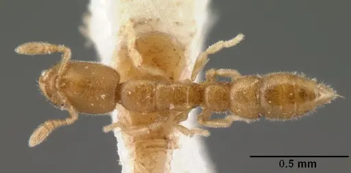 Prionopelta amieti specimen CASENT0101447 image casent0101447_1