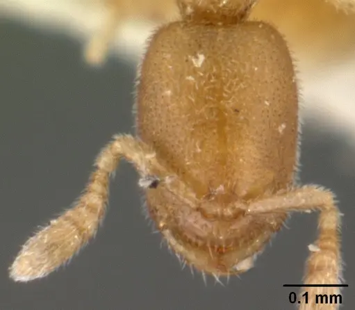 Prionopelta amieti specimen CASENT0101447 image casent0101447_2