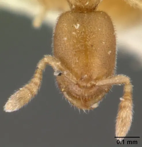 Prionopelta amieti specimen CASENT0101447 image casent0101447_3