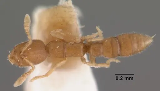 Prionopelta amieti specimen CASENT0102500 image casent0102500_1