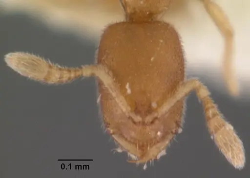 Prionopelta amieti specimen CASENT0102500 image casent0102500_2