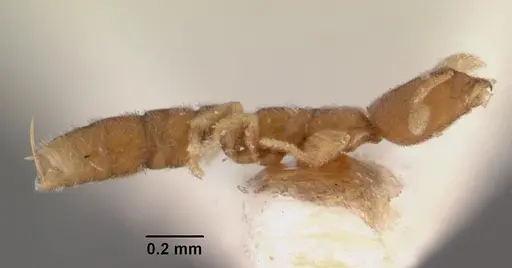 Prionopelta amieti specimen CASENT0102500 image casent0102500_3