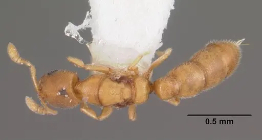 Prionopelta amieti specimen CASENT0102501 image casent0102501_1