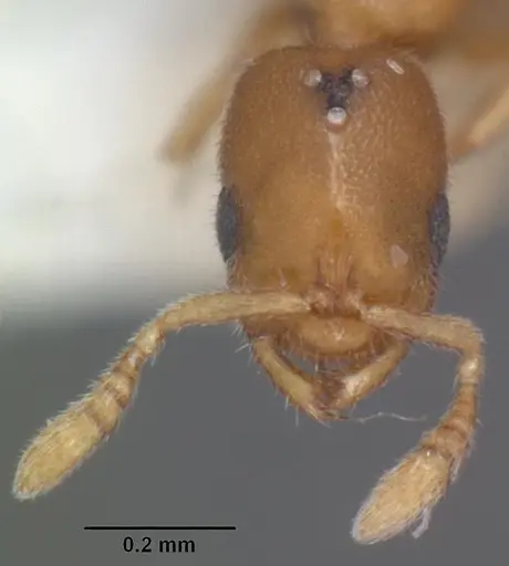 Prionopelta amieti specimen CASENT0102501 image casent0102501_2