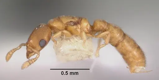 Prionopelta amieti specimen CASENT0102501 image casent0102501_3