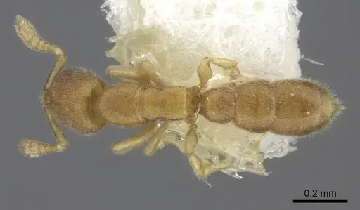 Prionopelta amieti specimen CASENT0260462 image casent0260462_1