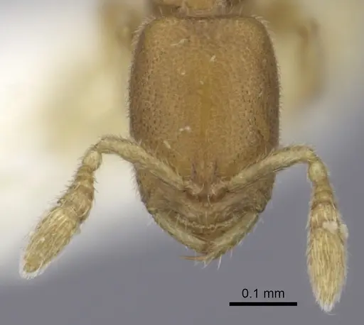 Prionopelta amieti specimen CASENT0260462 image casent0260462_2