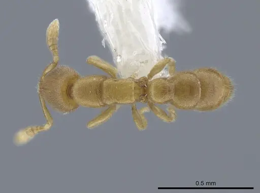 Prionopelta amieti specimen CASENT0629693 image casent0629693_1