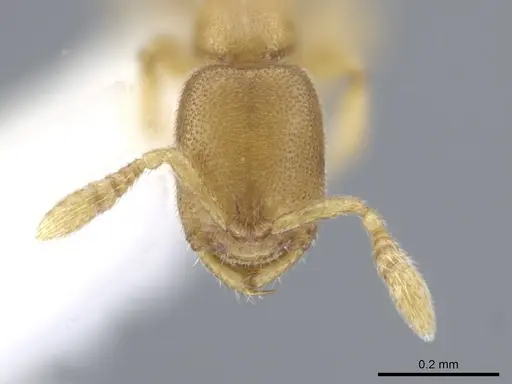 Prionopelta amieti specimen CASENT0629693 image casent0629693_2